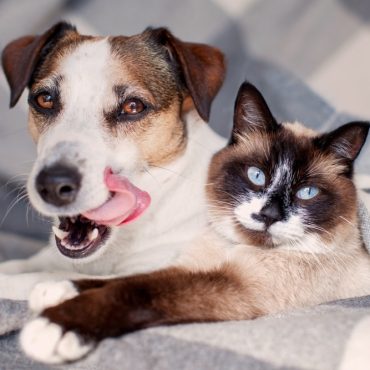 Licking Dog jack russell and gray cat lying on soft plaid. Pets at home